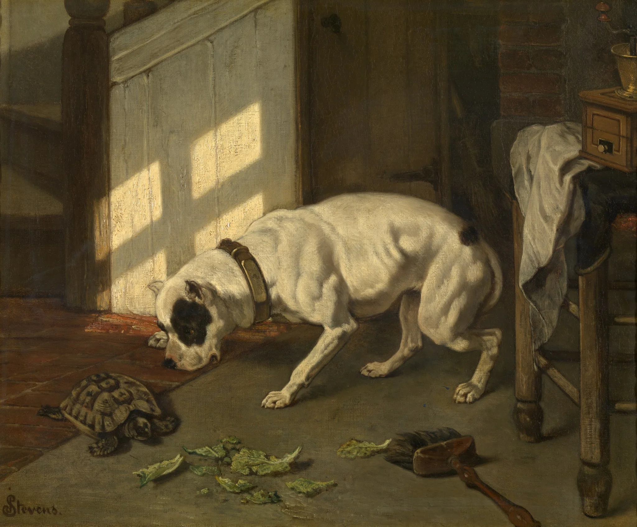 Dog with Tortoise