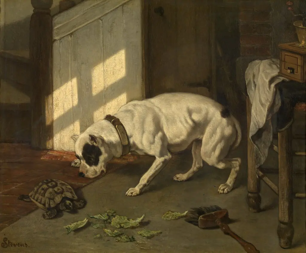 Dog with Tortoise