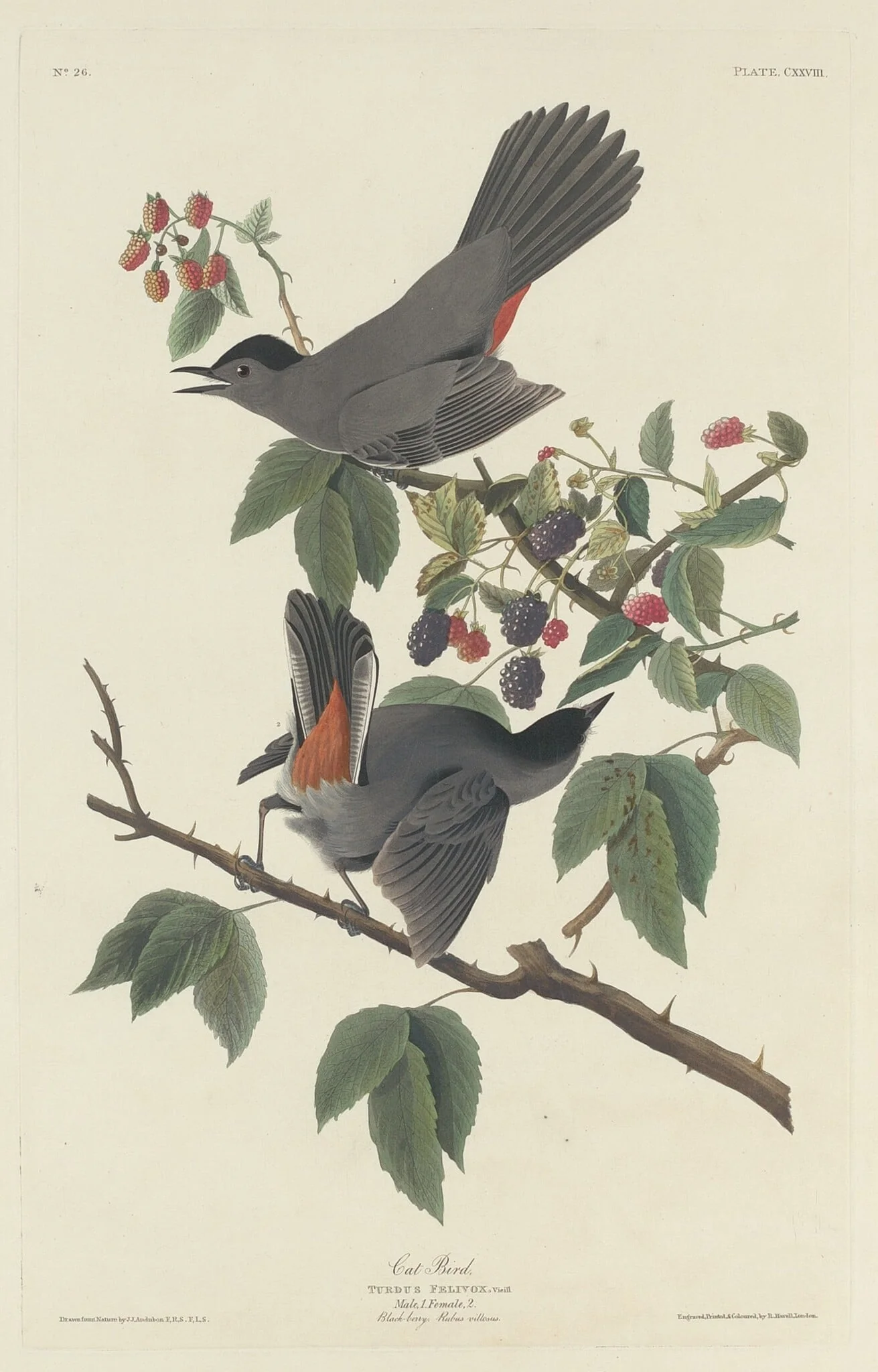 Cat Bird