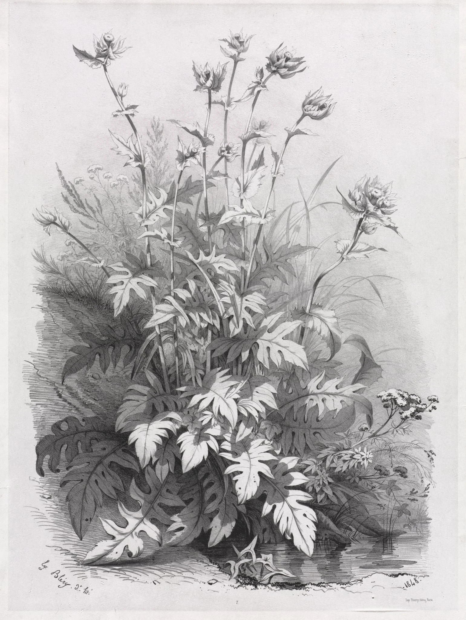 Groups of Various Plants Drawn After Nature:  No. 7, by Eugène Blery, 1848