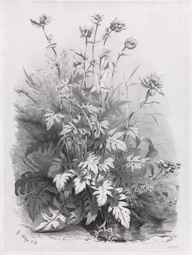 Groups of Various Plants Drawn After Nature:  No. 7