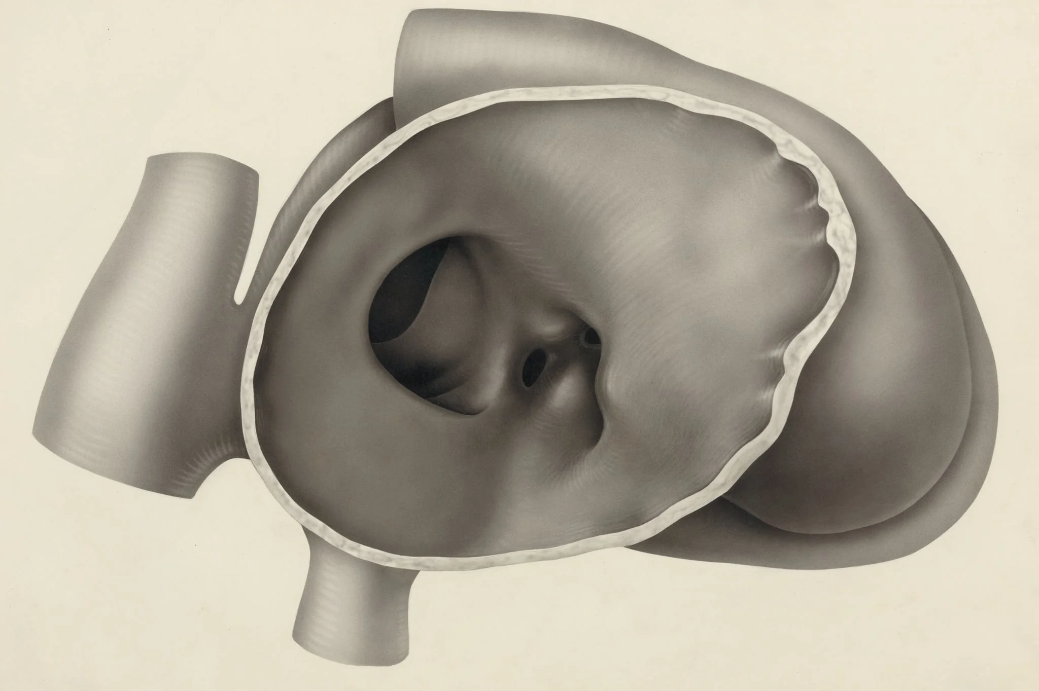 Heart of a human embryo