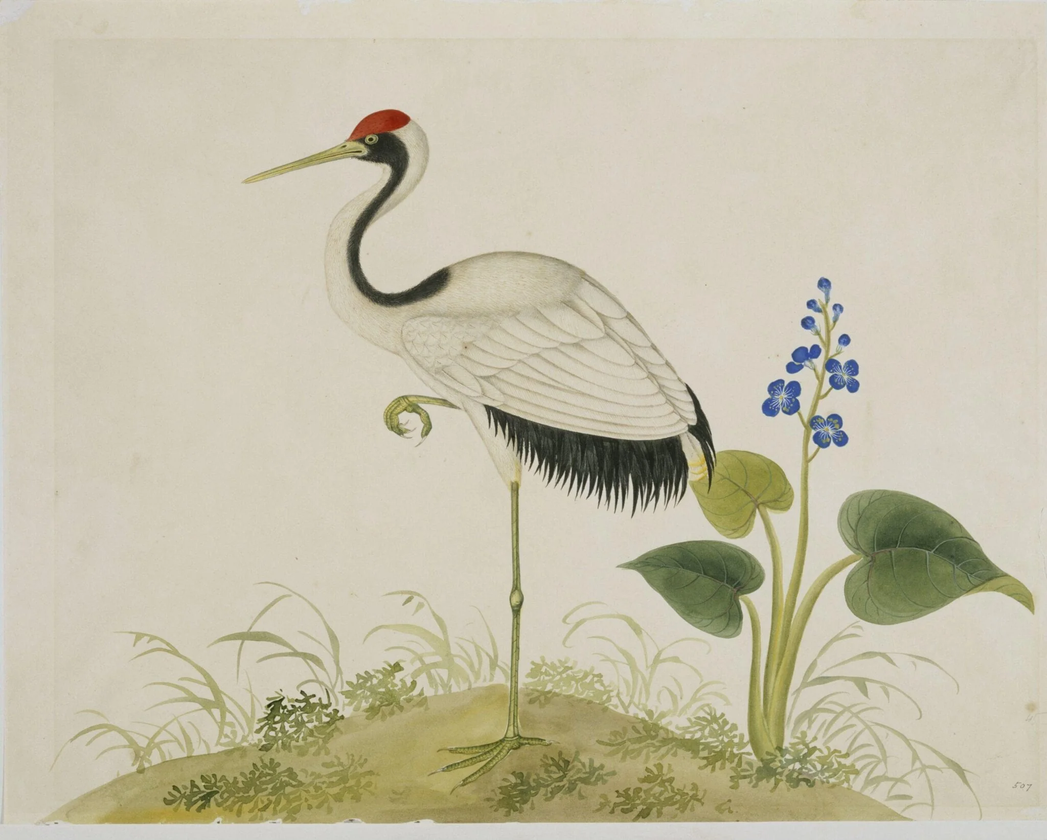 Red-Crowned Crane