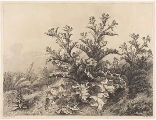 Large Thistle