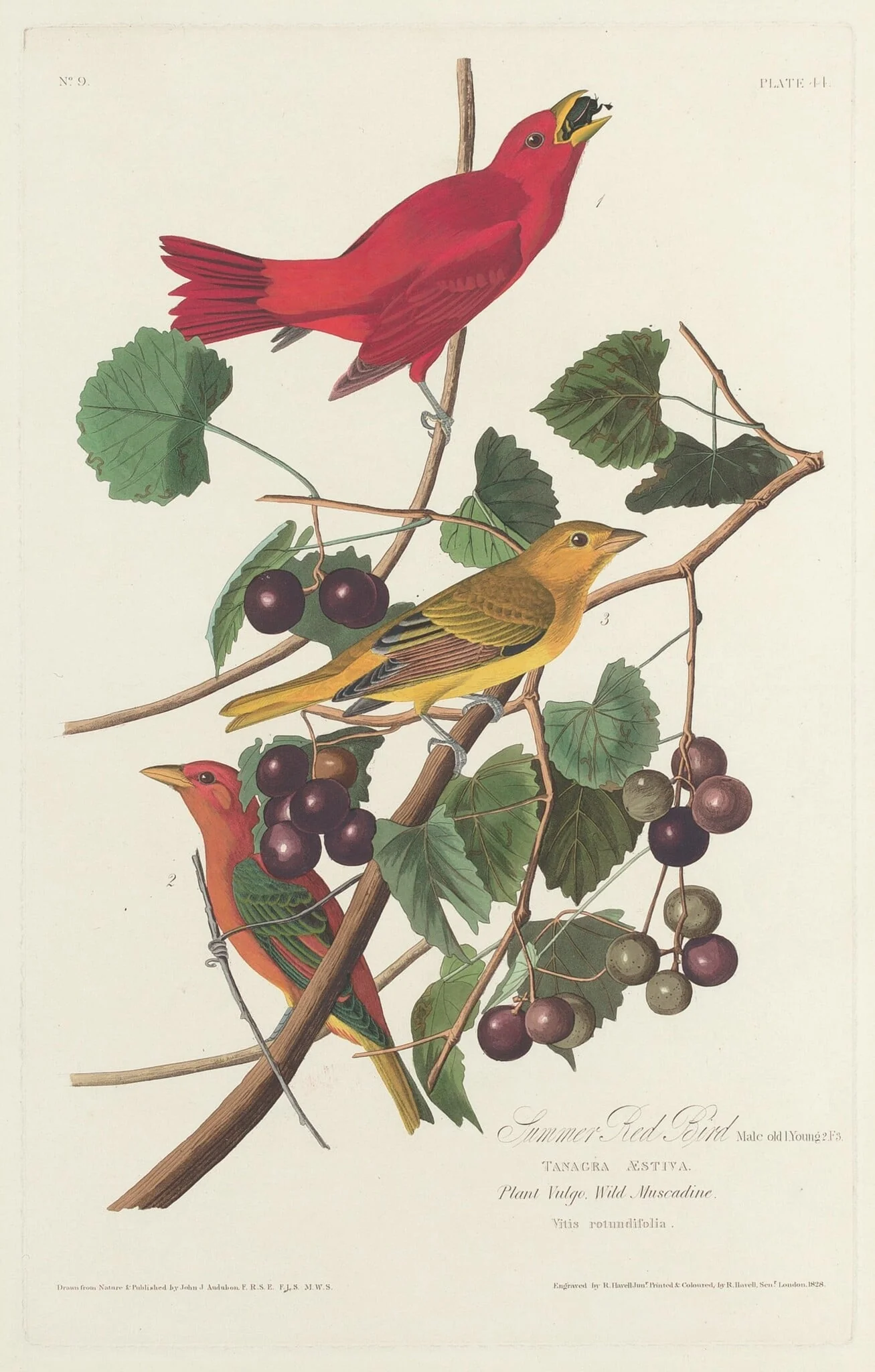 Summer Red Bird, by Robert Havell Jr., ink, 1828