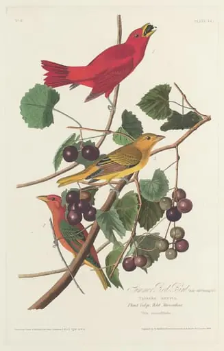 Summer Red Bird