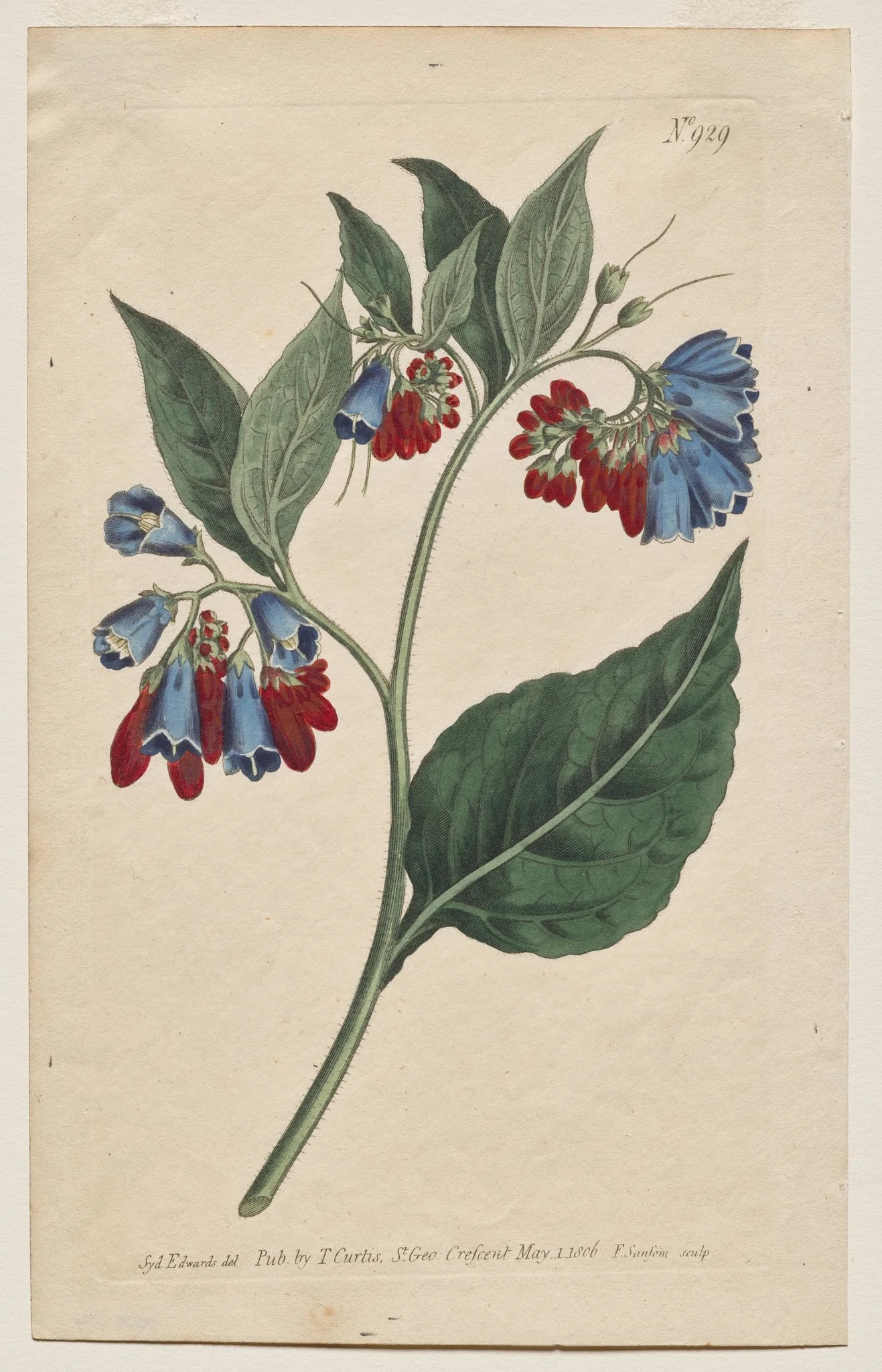 The Botanical Magazine or Flower Garden Displayed: Plate 929, Symphyum Asperrim. Prickley Comfrey. [Symphytum asperum]