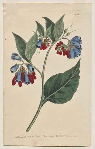 The Botanical Magazine or Flower Garden Displayed: Plate 929, Symphyum Asperrim. Prickley Comfrey. [Symphytum asperum]
