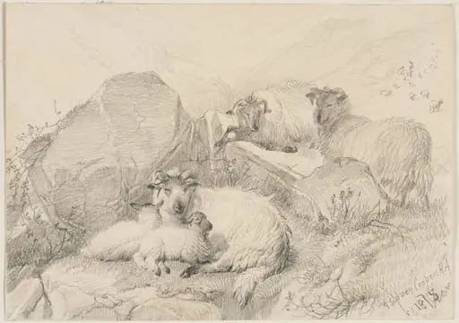 Sheep and their lambs in a mountain landscape