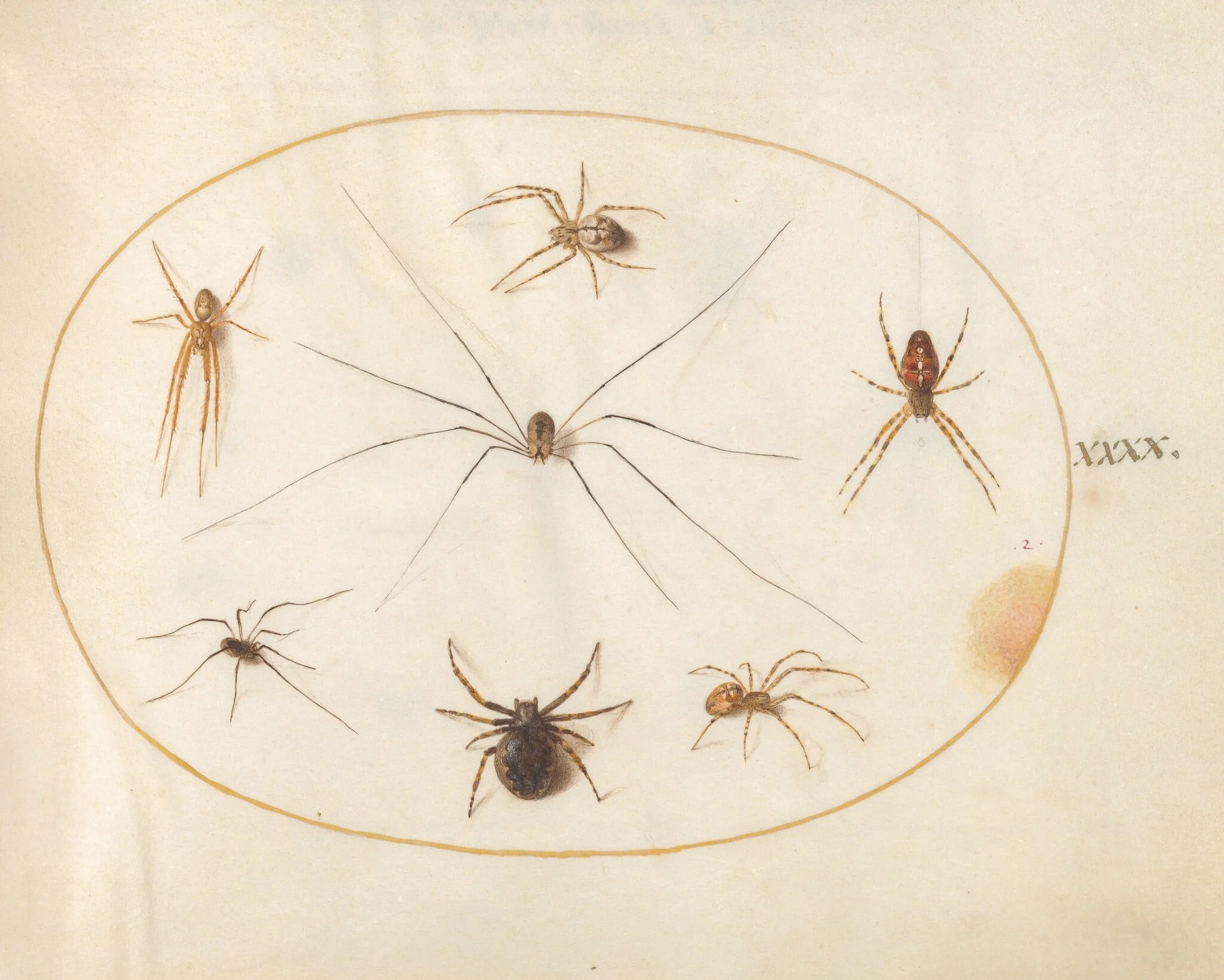 Plate 40: Eight Spiders, Including a Cross Spider, with an Egg Sac, by Joris Hoefnagel, gouache, 1594