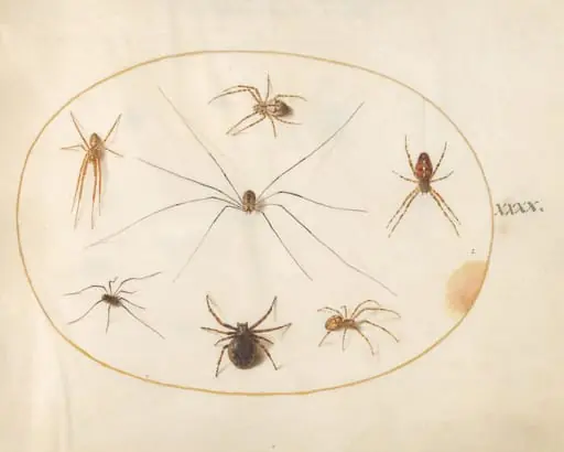 Plate 40: Eight Spiders, Including a Cross Spider, with an Egg Sac