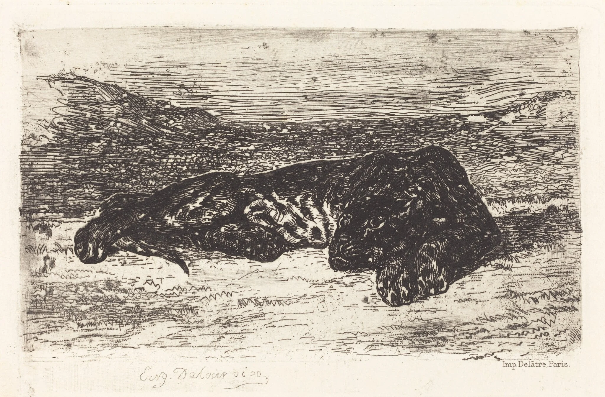 Tiger Sleeping in the Desert