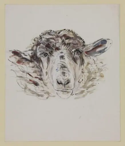 Study of a sheep's head