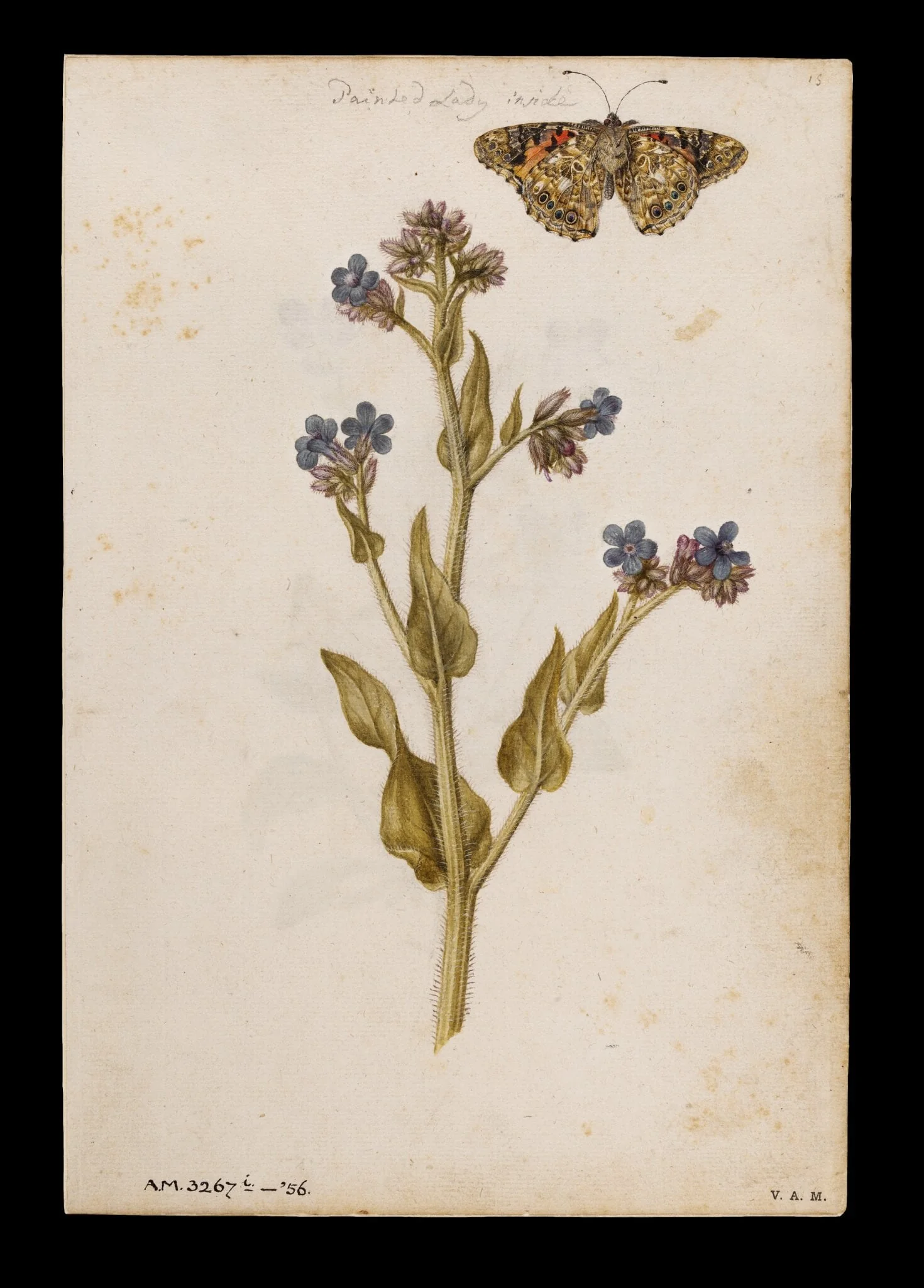 Bugloss and painted lady butterfly; Heartsease or wild pansy