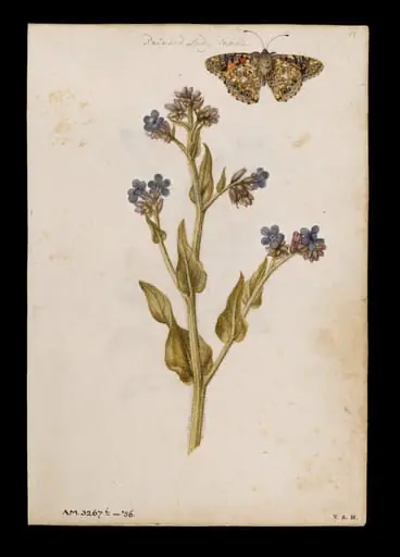 Bugloss and painted lady butterfly; Heartsease or wild pansy