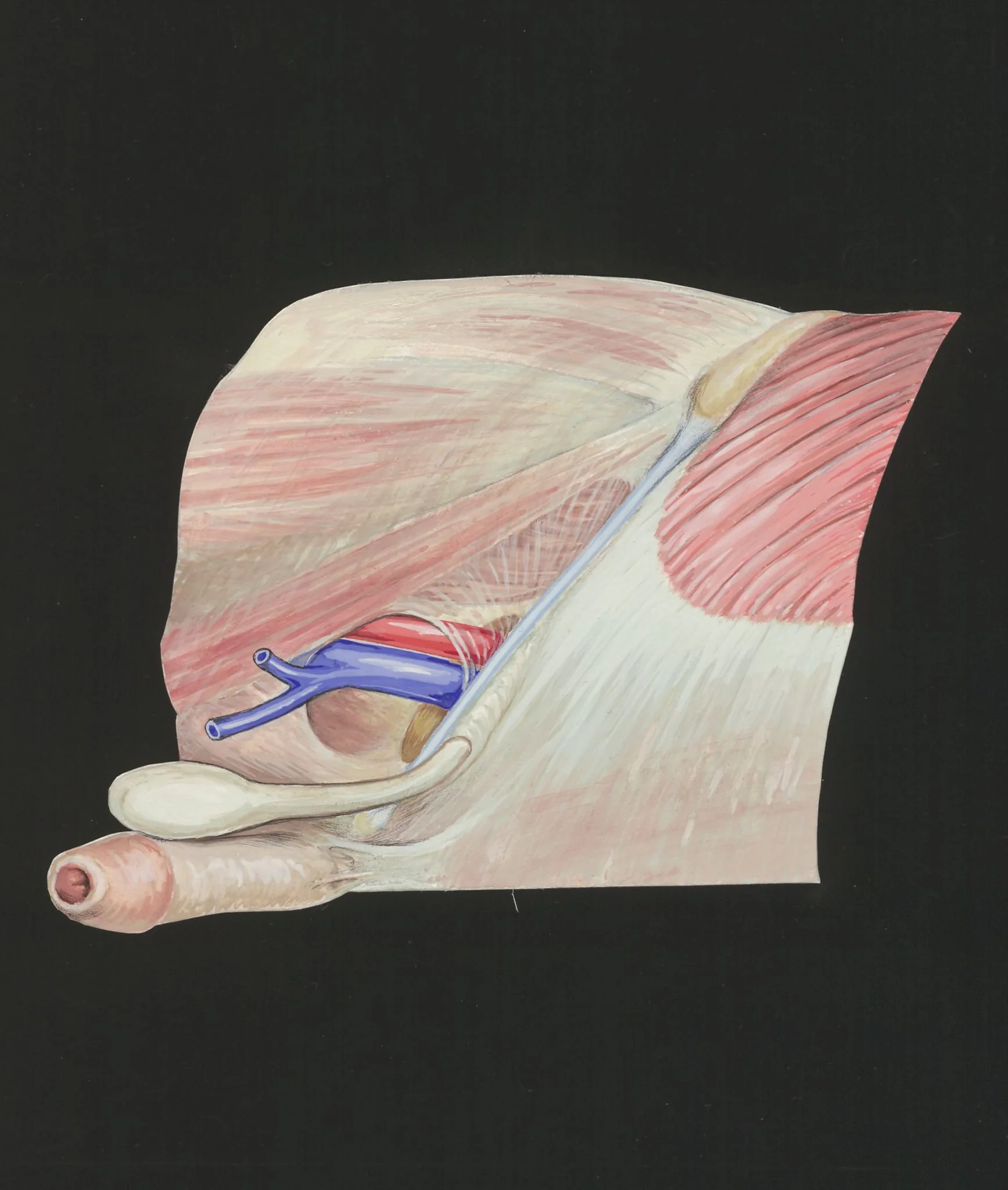 Cardiovascular system, by J Tinkelenberg, unspecified, 1977