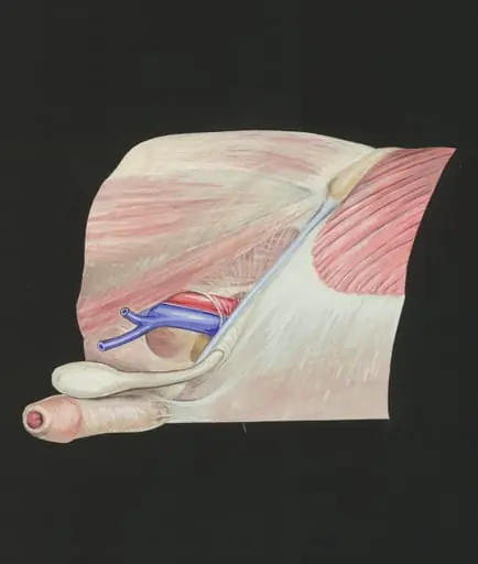 Cardiovascular system