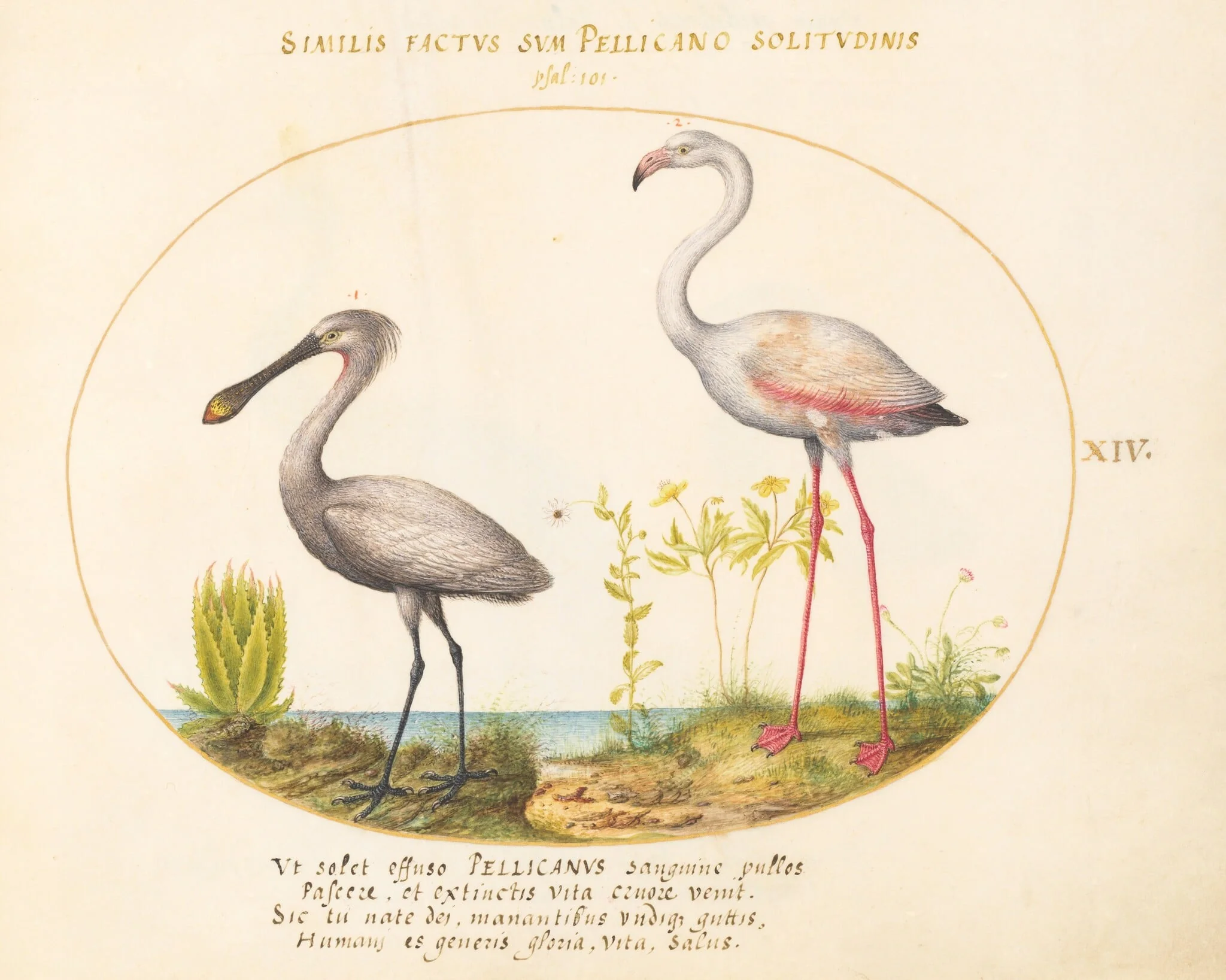 Plate 14: Spoonbill Crane and Flamingo, by Joris Hoefnagel, gouache, 1594