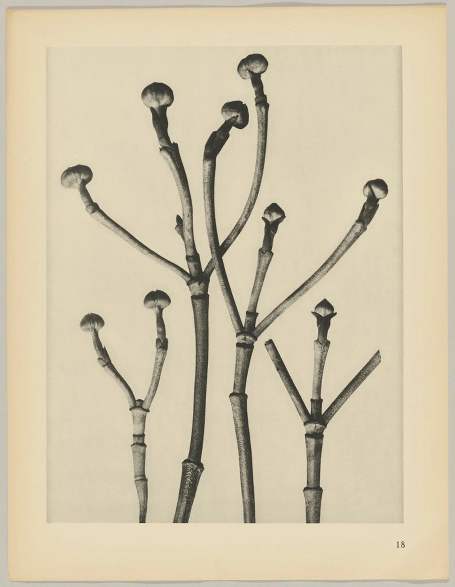 Cornus florida
