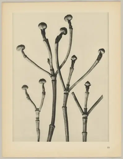 Cornus florida