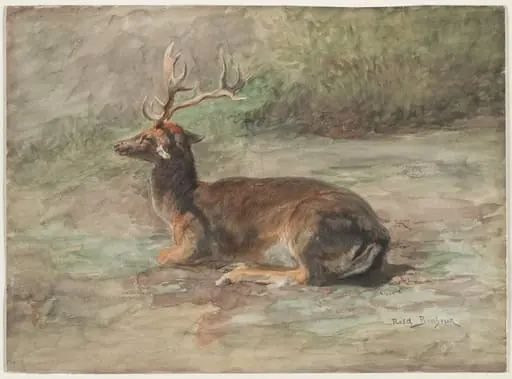 Stag Lying Down
