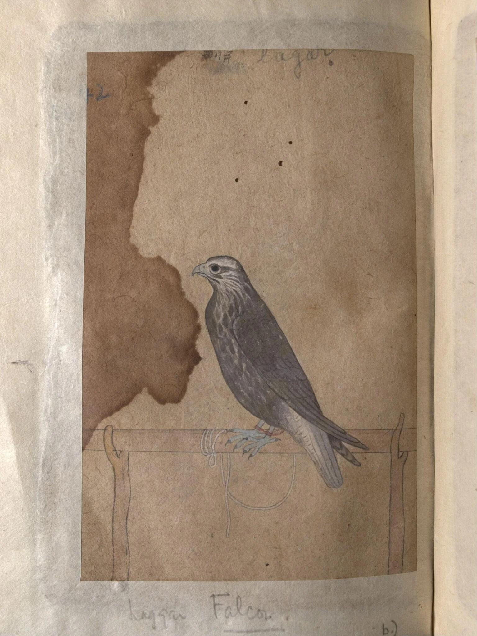 Depictions of a Red-headed merlin and a Laggar falcon of Northern India, by Unknown, paint, 1820