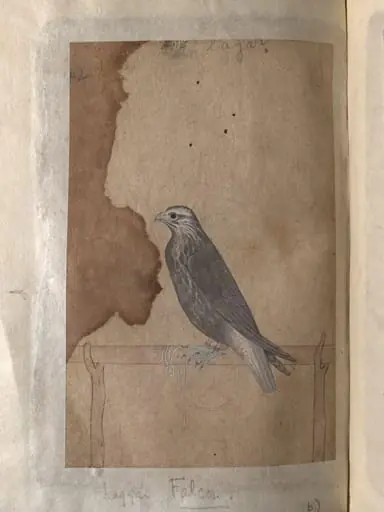 Depictions of a Red-headed merlin and a Laggar falcon of Northern India