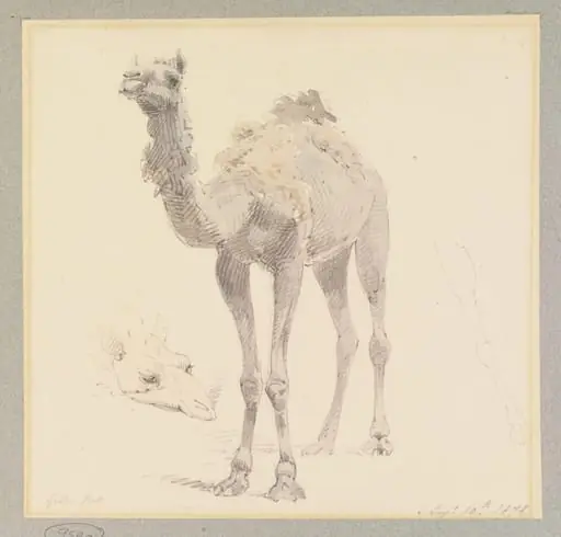 A Camel