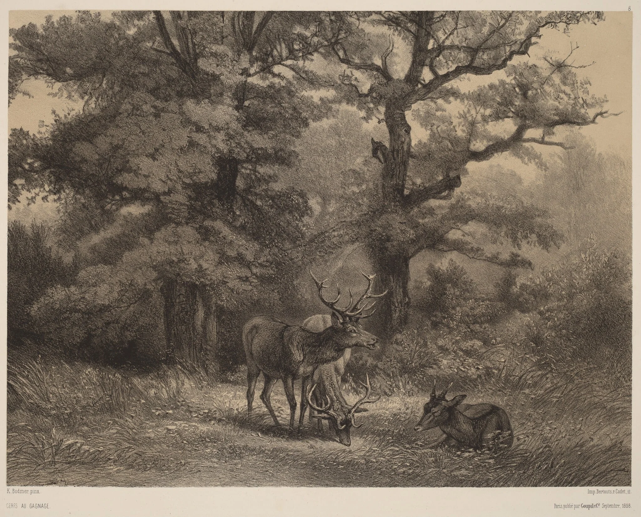 Cerfs au Gagnage, by Karl Bodmer, ink, 1851