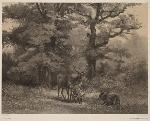 Cerfs au Gagnage