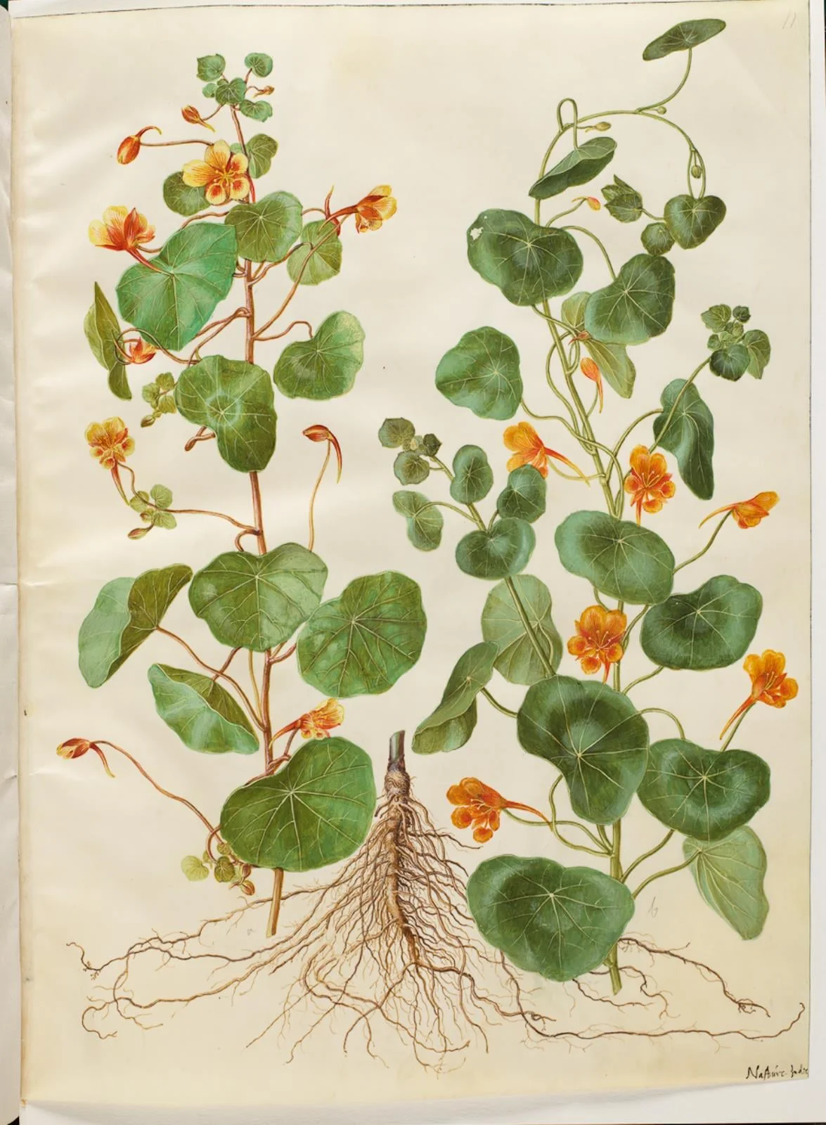 Tropaeolum minus (lille blomsterkarse), by Unknown, unspecified, 1654