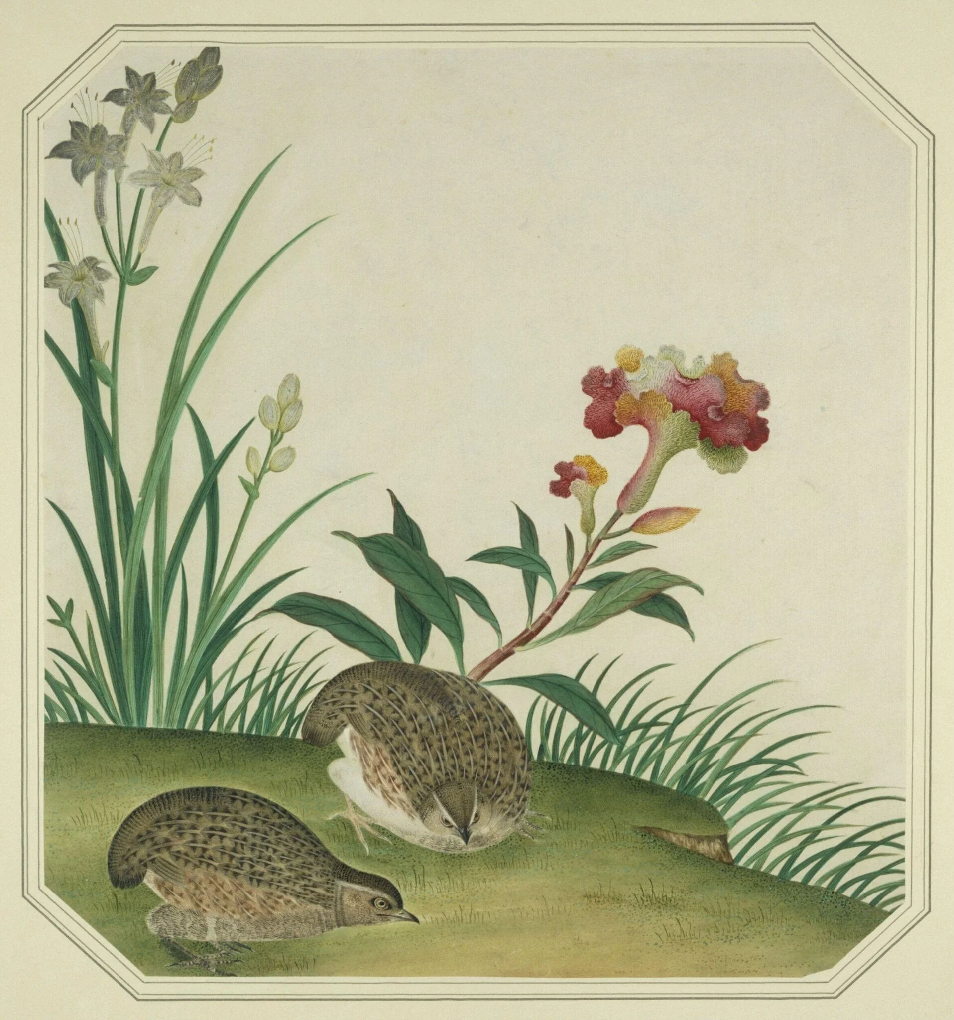 Quails, by Unknown, paint, 1800