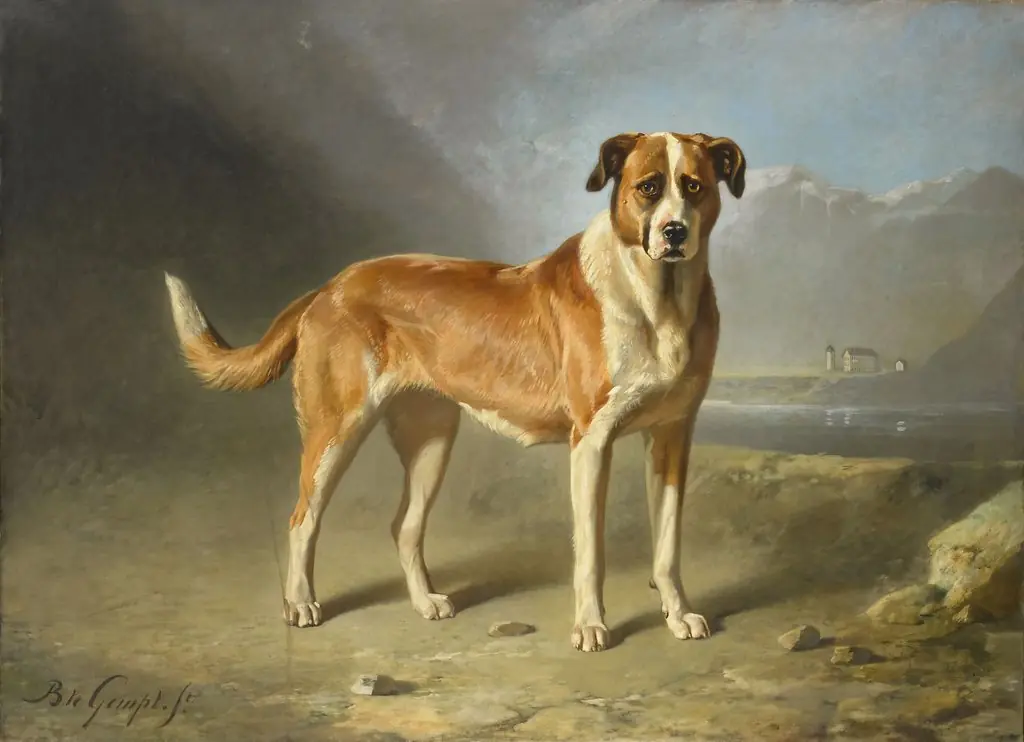 A St Bernard Dog