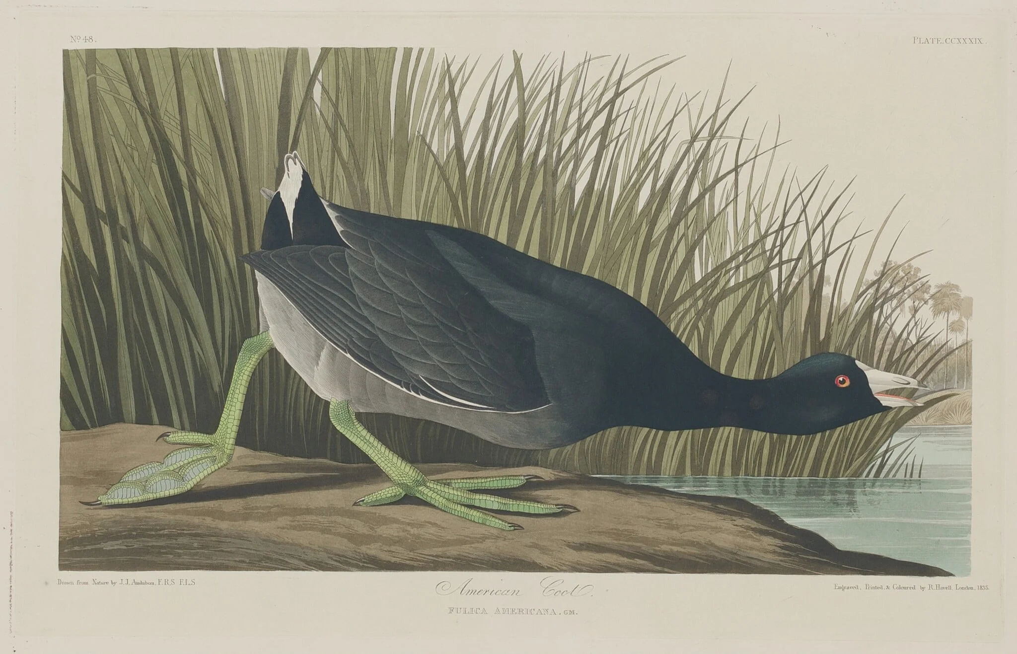 American Coot, by Robert Havell Jr., ink, 1835