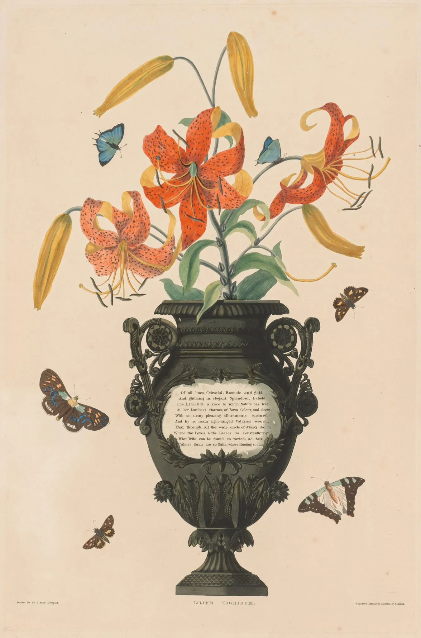 A Selection of Hexandrian Plants, belonging to the natural order of Amaryllidae and Liliacae:  Tiger Lily, by Robert Havell, 1832