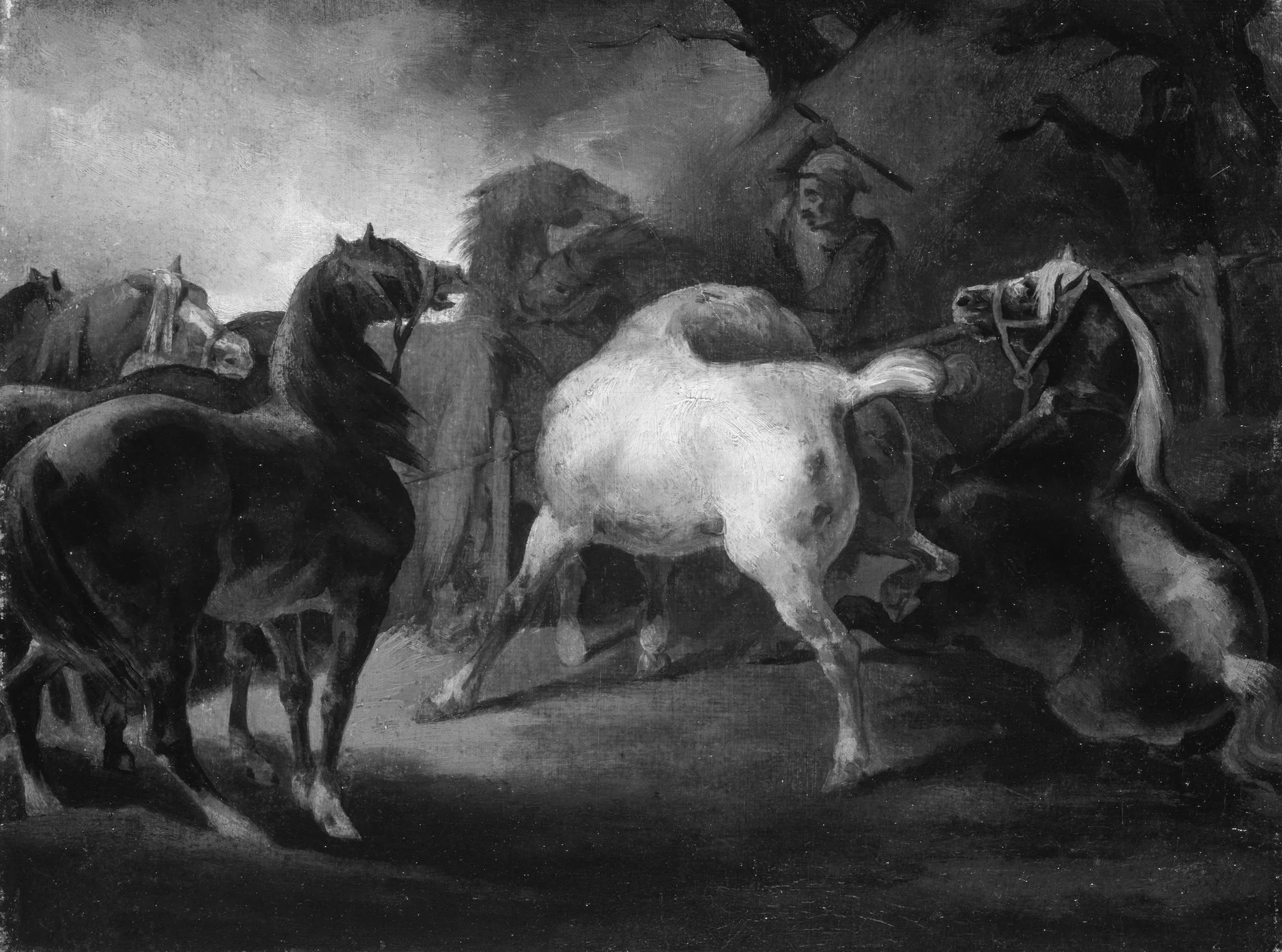 Bataille de chevaux dans un enclos
