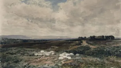 Sheep on a Common