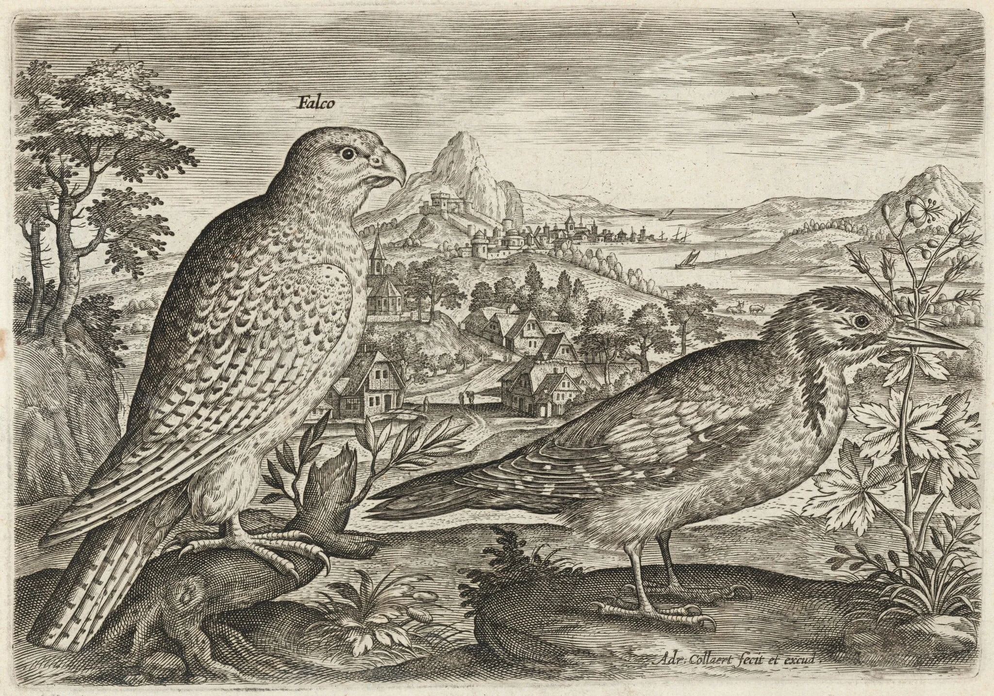 Kestrel and Great Spotted Woodpecker, by Adriaen Collaert, ink, 1600