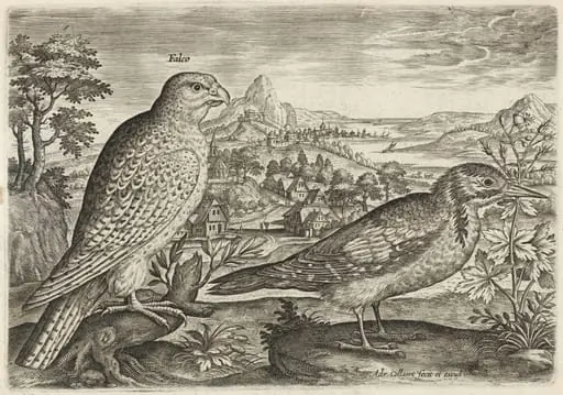 Kestrel and Great Spotted Woodpecker
