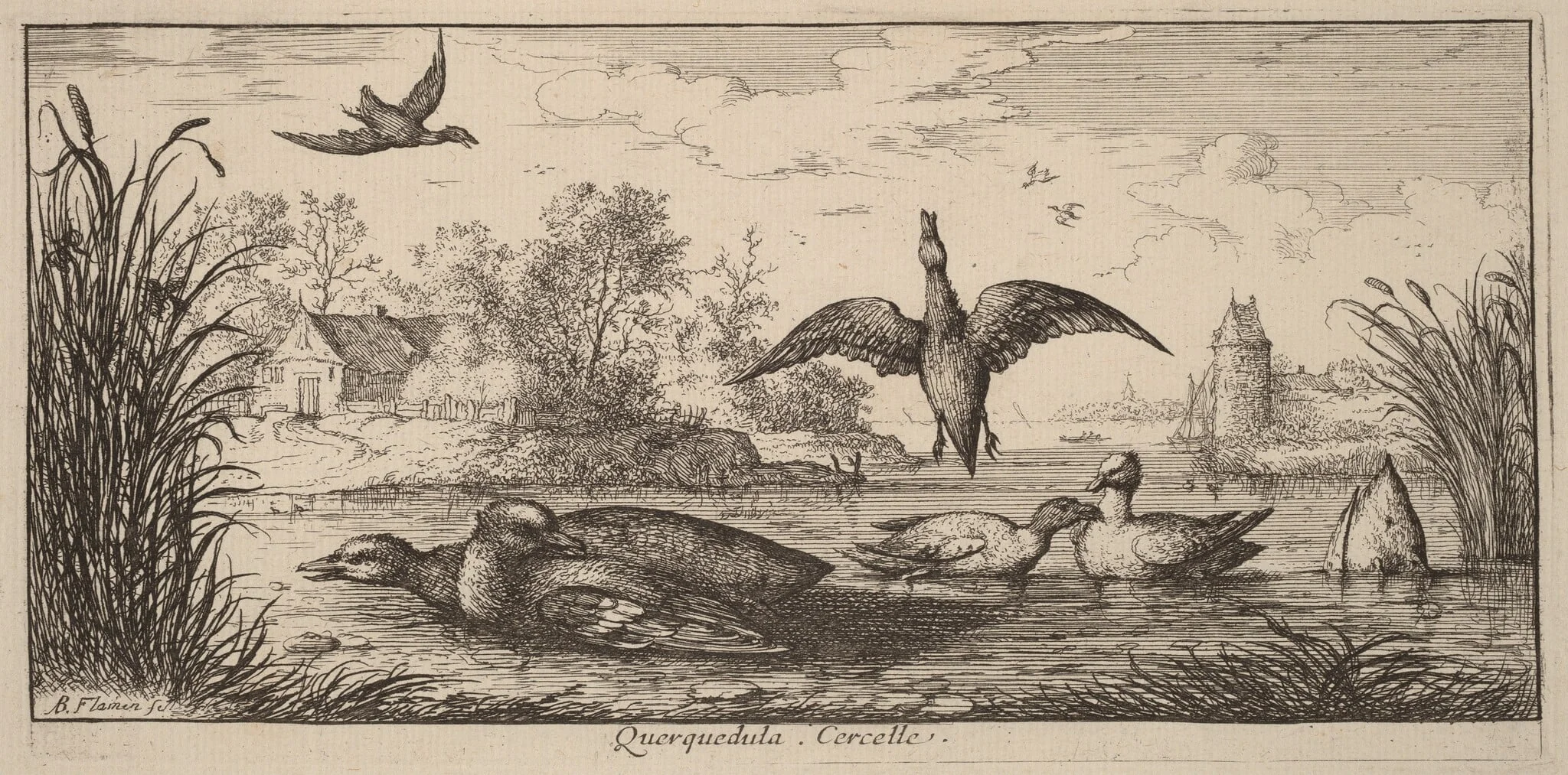 Querpedula, The Teal, by Albert Flamen, ink, 1644