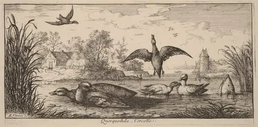 Querpedula, The Teal