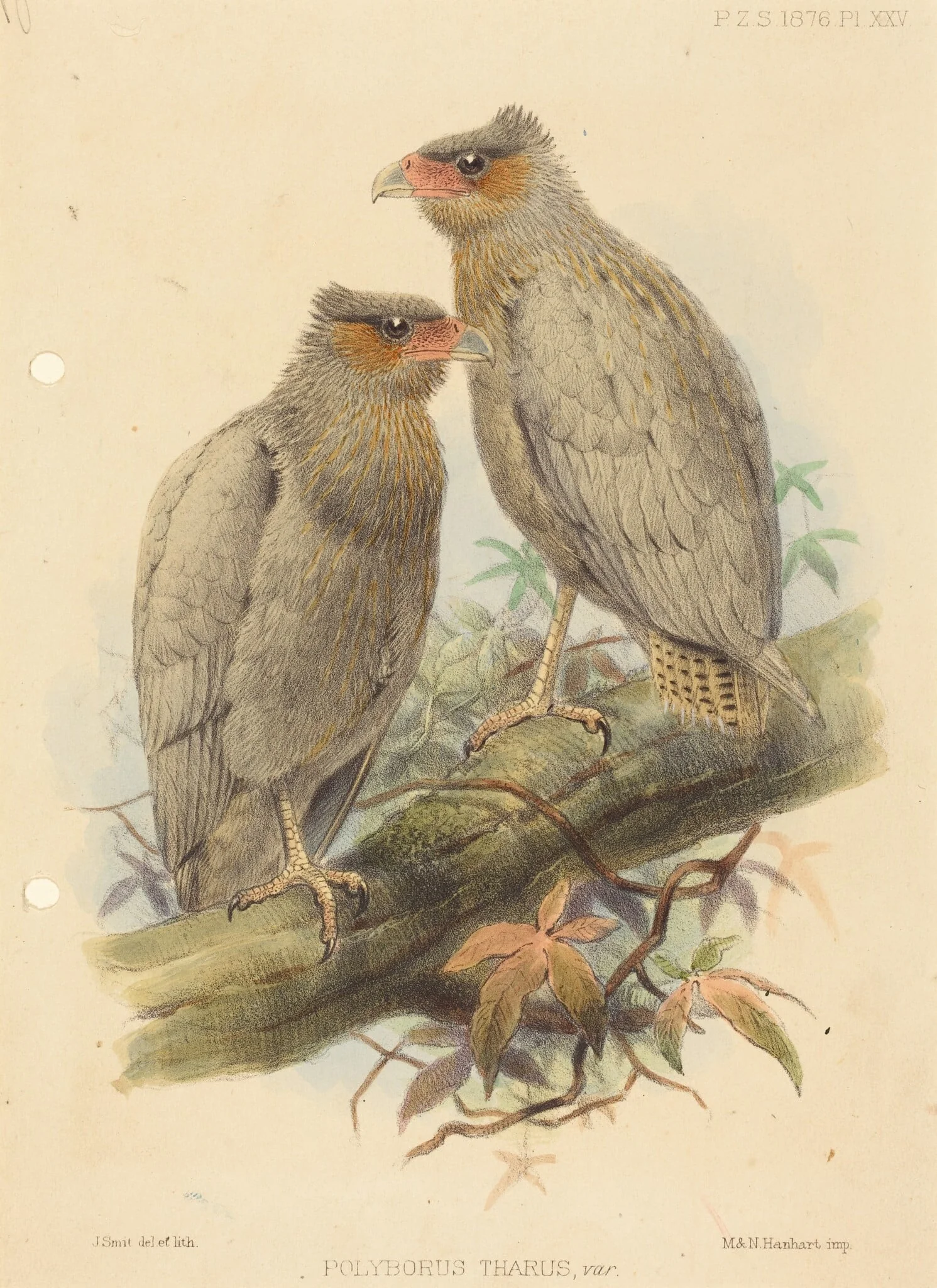 Polyborus Tharus, Var., by J. Smit, ink, 1840