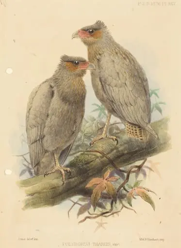 Polyborus Tharus, Var.