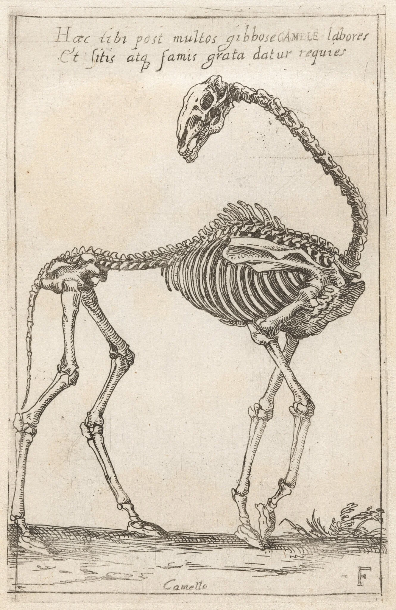 Skeleton of a Camel, by Teodoro Filippo di Liagno, ink, 1620