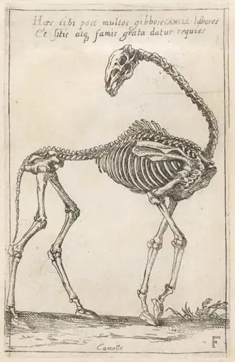 Skeleton of a Camel