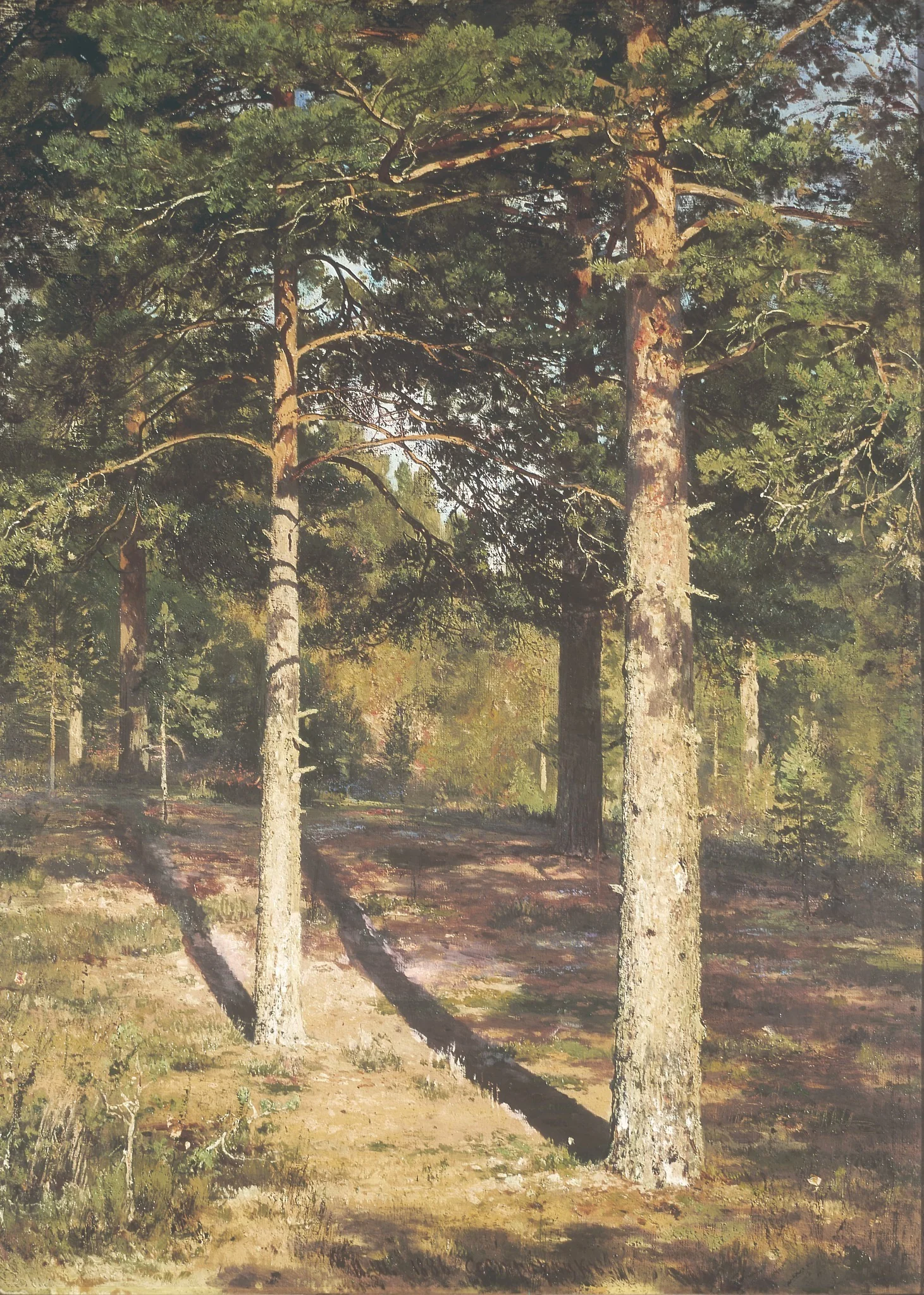 The Sun Lit Pines