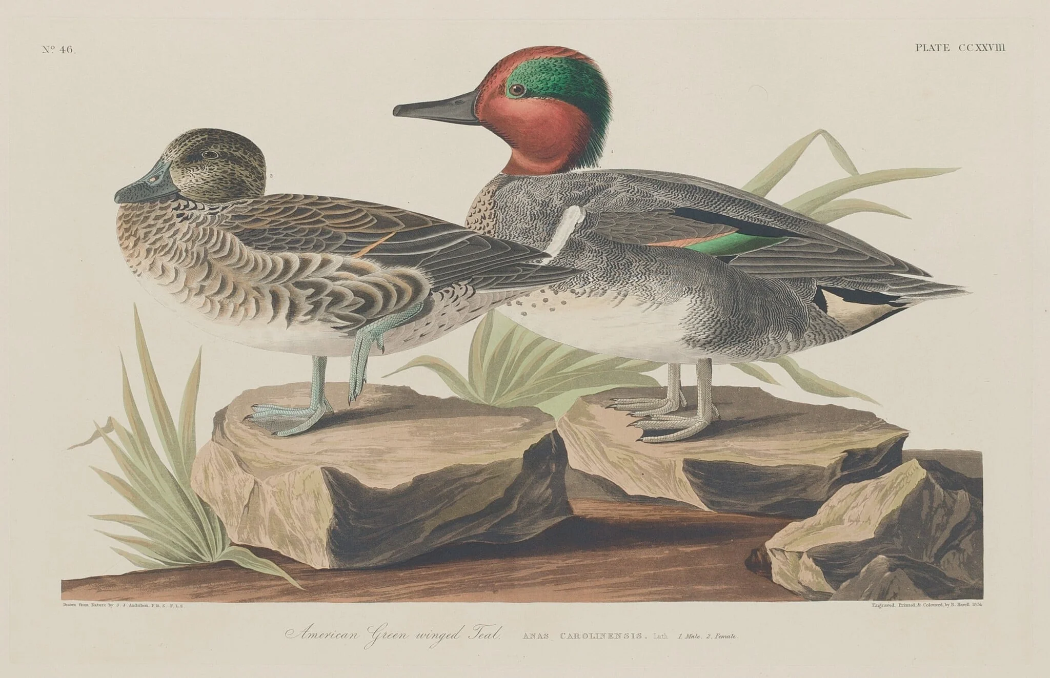 American Green-Winged Teal, by Robert Havell Jr., ink, 1834