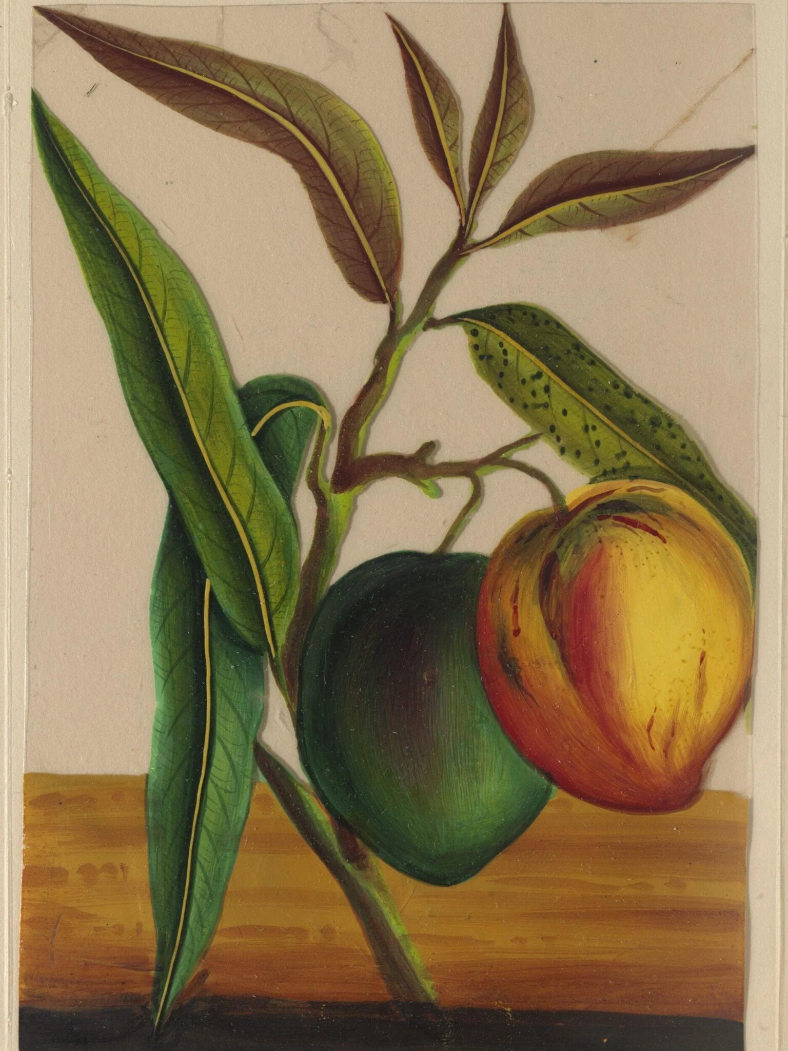 One of twelve drawings of fruits and vegetables.