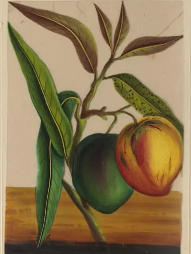 One of twelve drawings of fruits and vegetables.