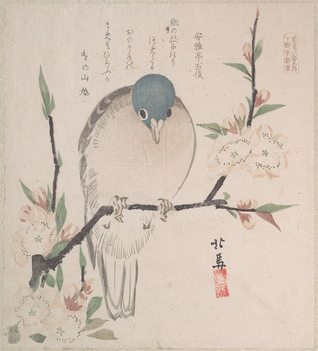 摺物帖　『春雨集』　『花鳥六番之内　下野宇都宮』　桃に山鳩|Spring Rain Collection (Harusame shū), vol. 3: Mountain Dove and Peach Flowers, by Teisai Hokuba, ink, 1820